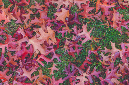 Autumn leaves, Autumn trees in red 