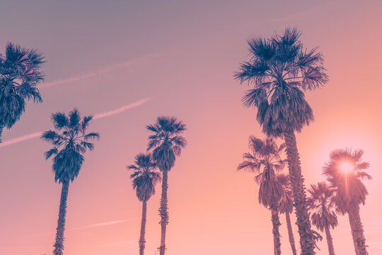 Palm trees against pink colored sky, and bright sun. Abstract  background