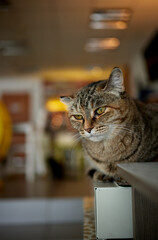cat lying down on wooden table looking at camera.