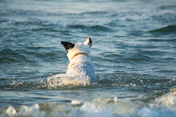 White dog in a red collar stands against the background of the baltic sea. High quality photo