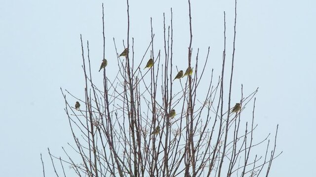 Tits family on branck in winter windy weather with snowfall. 4k video background