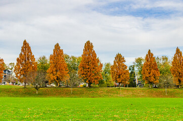Autumn tree in the park