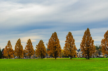 Autumn tree in the park