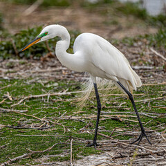 Egret