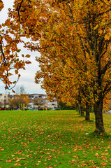 Autumn trees in the park