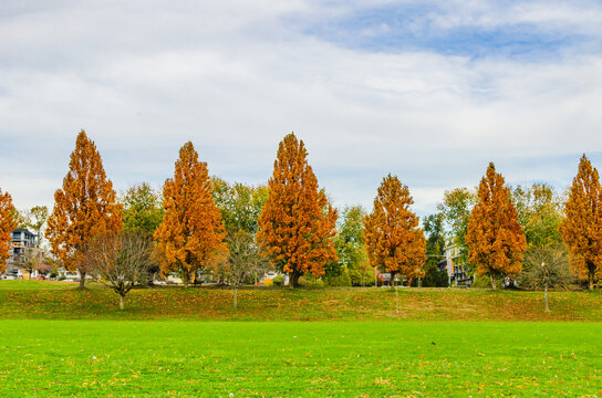 Autumn tree in the park