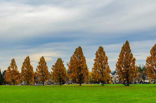 Autumn tree in the park