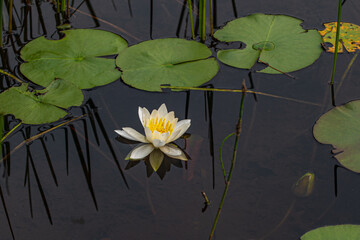 Lily Flower and Pads