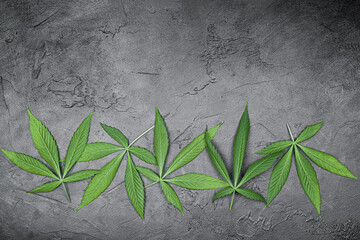 Obraz na płótnie Canvas cannabis leaves in a row on a dark concrete background