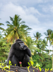 The Celebes crested macaque.  Crested black macaque, Sulawesi crested macaque, celebes macaque or the black ape. Wild nature. Natural habitat. Sulawesi. Indonesia.