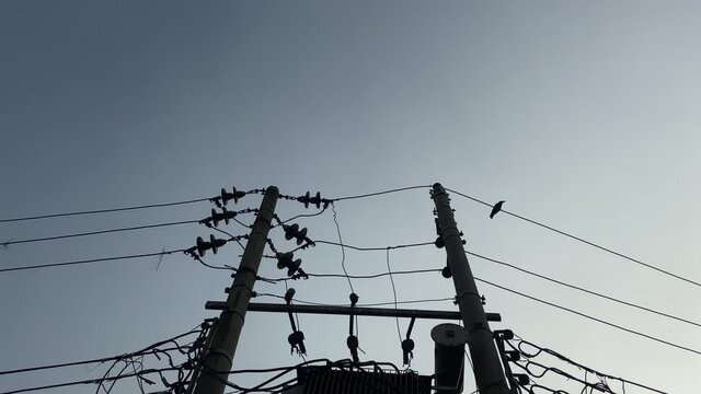Low Angle Wide Shot Silhouette of Power Lines against a clear sky. Bird Flying out of frame.