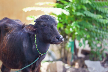 Portrait of Indian water buffalo calf	
