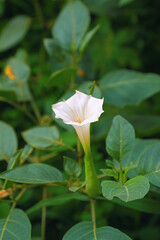 Portrait of beautiful Angel's trumpet flower 
