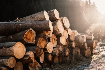 Fototapeten Fichtenstämme stapeln sich. Gesägte Bäume aus dem Wald. Protokollierung Holz Holzindustrie. Bäume entlang einer zum Abtransport vorbereiteten Straße fällen. © alexanderuhrin