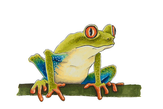 A sketch of a green frog with red eyes sitting on a branch