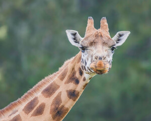 Rothschild giraffe