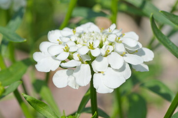 White Iberis umbellata in the garden close-up