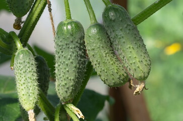 Cucumbers in the greenhouse close-up