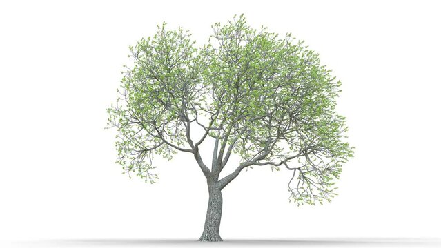 Growing trees on a white background 3D animation growth grow from small to large, Meadow trees animate in the wind on white background with alpha matt 3D virtual tree. Separated with alpha channels