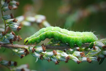 Closeup on the green caterpillaro of the Silver Y moth, Autographa gamma , hiding in the vegetation