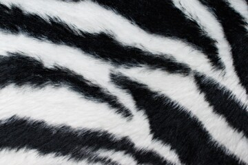Abstract beautiful close-up black and white zebra skin fur background texture