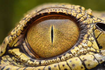 eye of a crocodile