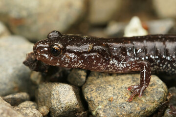 Closeup on the head of the black form of the Western red-backed salamander, Plethodon vehiculum, in Washington state