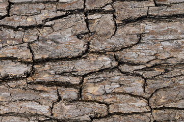 Natural bark texture background material