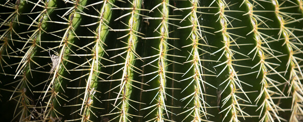 Cactus backdround, cacti design or cactaceae pattern.