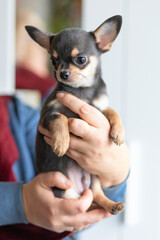 Female holding a small dog, purebred Chihuahua puppy on hand with love. adoption of pet. vertical