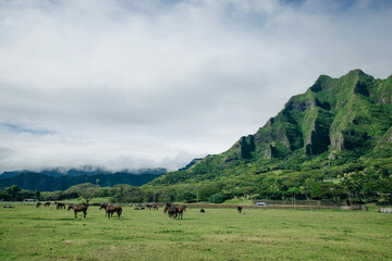 Horse ranch Kualoa Ranch Oahu Hawaii