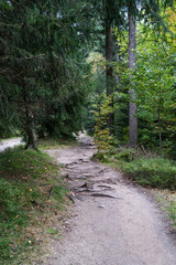 Fototapeta premium Autumn forest landscape in the Giant Mountains near the town of Szklarska Poreba. Forest path.