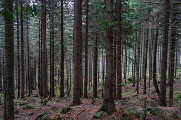 Obraz premium Pine forest. Many tree trunks as a background.