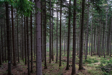 Pine forest. Many tree trunks as a background.