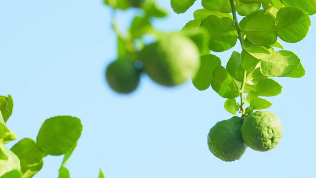 Bergamot tree or kaffir lime with green leaves on blue sky background.