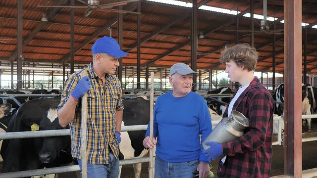 Smiling elderly farmer friendly chatting with son and grandson during break from work at family dairy farm, standing near outdoor stall with cows