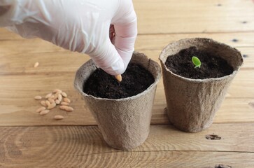 A gloved hand plants cucumber seeds in a peat pot.	