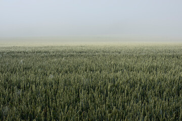 a misty landscape with green wheat plants