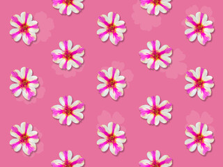 Floral pattern made of portulaca oleracea flower on color background. Flat lay, top view.