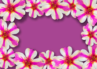 Fototapeta na wymiar Flat lay composition with beautiful white portulaca oleracea flower on pink background. Space for text