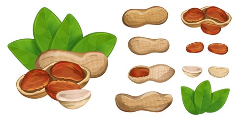 Fototapeta na wymiar Peanut set with seed, peel, leaf design element isolated on white background