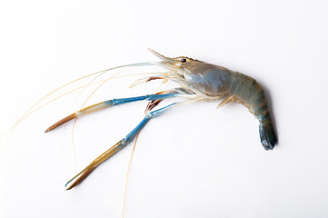 Side view of large river prawns isolated on white background.