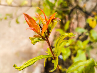 A small sprouting branch of pomegranate plant looks good on blurry background.