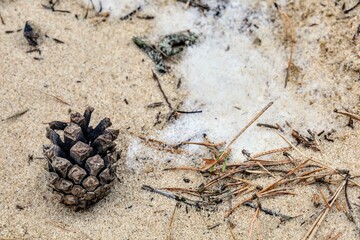pine cone on the sand