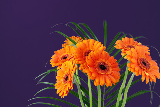 Bouquet of beautiful orange gerbera flowers over purple background. Greeting card with gerbera flowers.