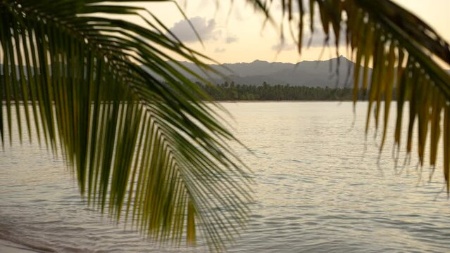 Large palm leaves hang over the water at the beach in the foreground. Other shore view of a tropical island with high mountains