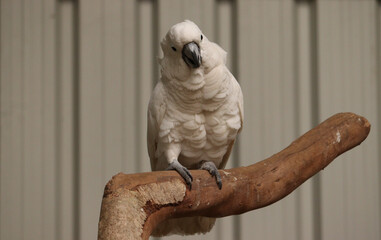 bird
