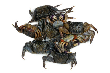 Salted crab isolated on white background.