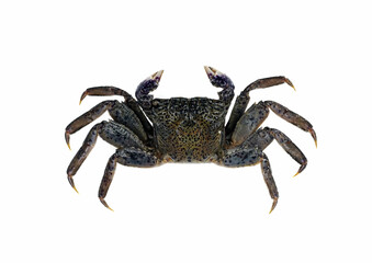 Salted crab isolated on white background.