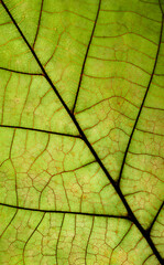 Naklejka na ściany i meble green leaf texture